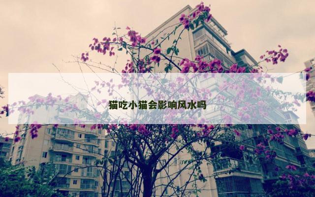 猫吃小猫会影响风水吗