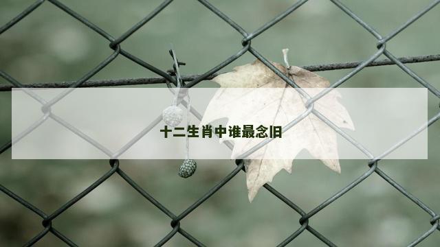 十二生肖中谁最念旧
