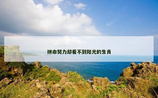拼命努力却看不到阳光的生肖