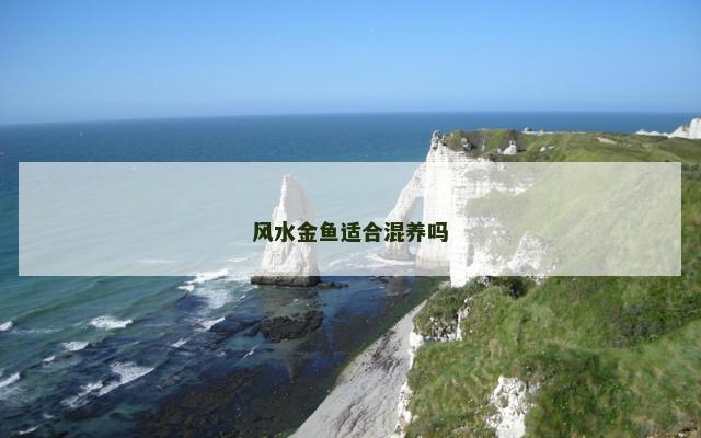 风水金鱼适合混养吗