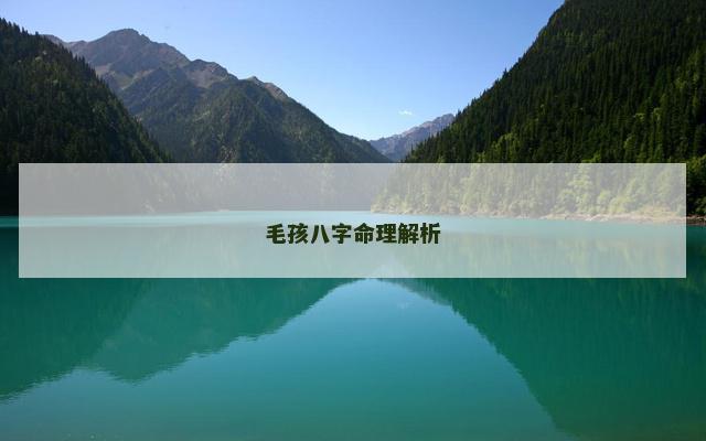 毛孩八字命理解析