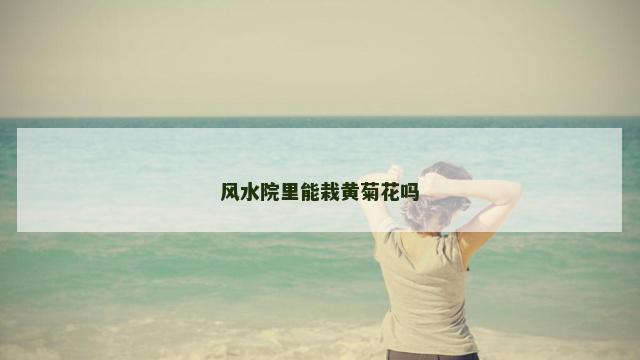 风水院里能栽黄菊花吗