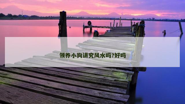 领养小狗讲究风水吗?好吗 领养小狗讲究风水吗?好吗